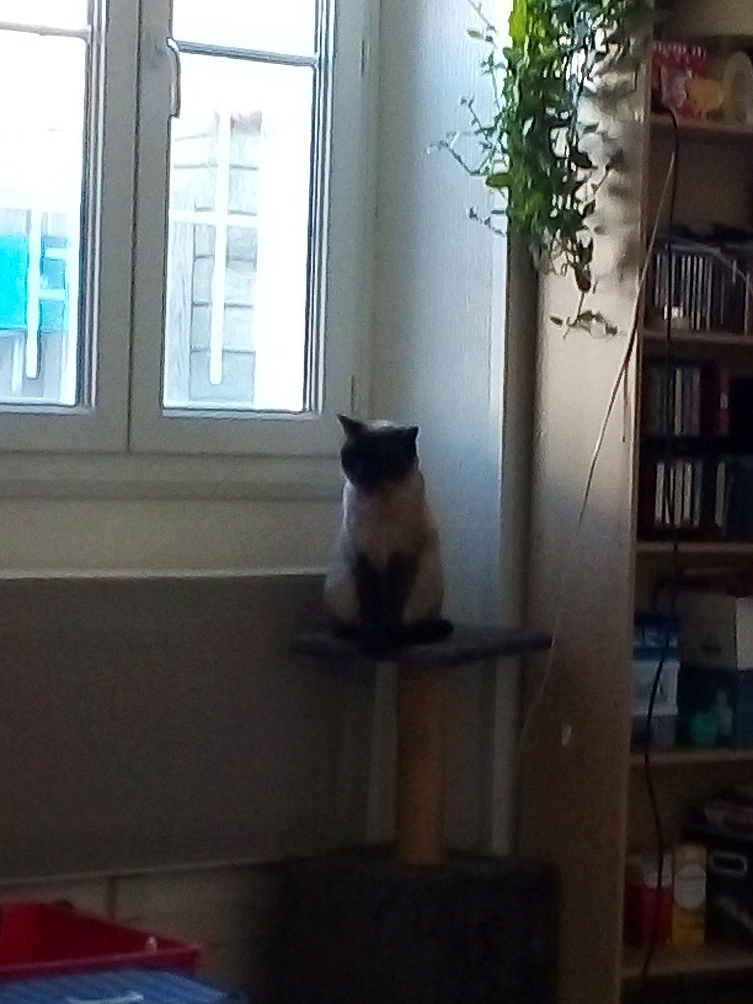 Myla participe au concours pour gagner de l'argent avec cette photo : bookcase, carnivore, cat, daylighting, felidae, fixture, home, houseplant, interior_design, room, sash_window, shelf, shelving, small_to_medium_sized_cats, snapshot, tail, transparent_material, vertebrate, whiskers, window_covering