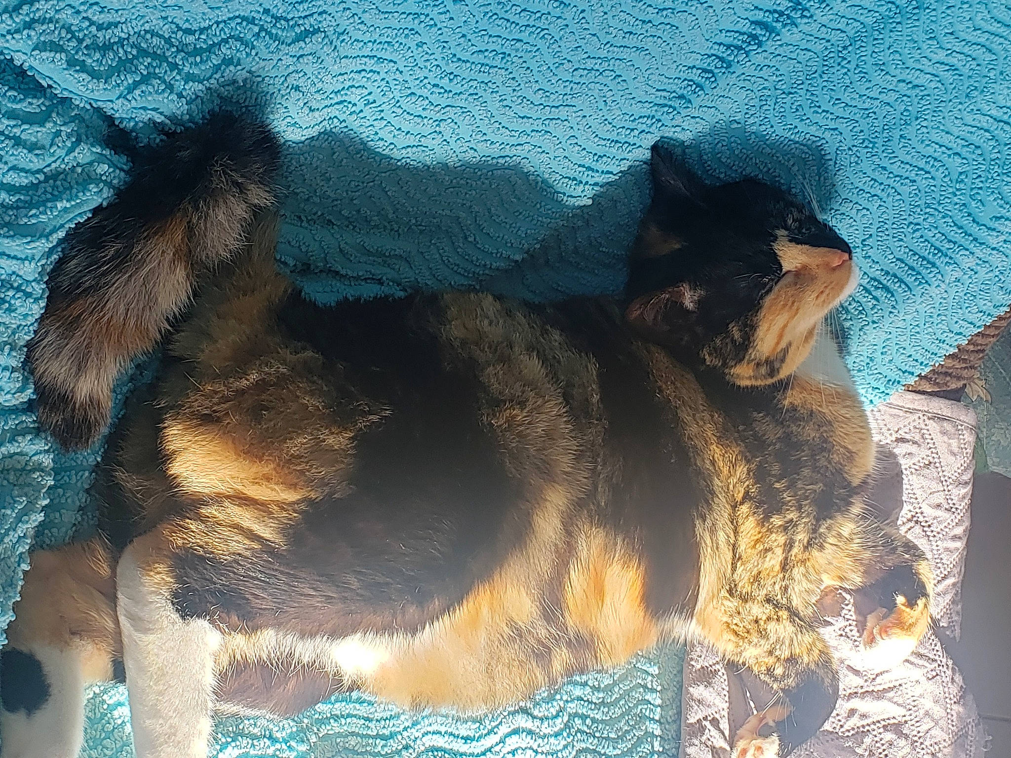 Tchipounette a rejoint le concours — aidez-le/la à gagner de superbes lots ! canidae, carnivore, comfort, companion_dog, dog, dog_breed, fawn, fur, hat, paw, plant, shadow, snout, sporting_group, tail, terrestrial_animal, working_animal, working_dog