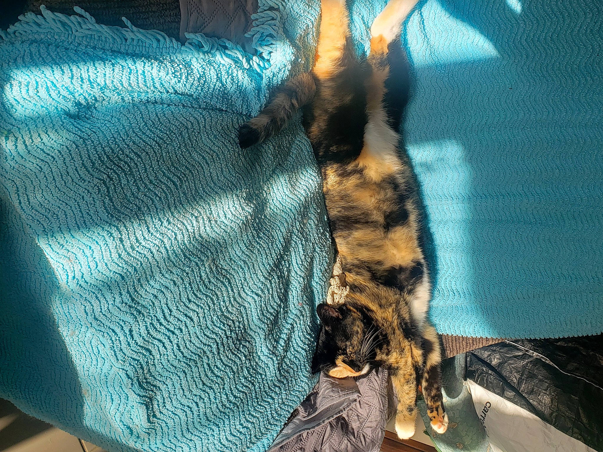 Tchipounette participe au concours pour gagner de l'argent avec cette photo : canidae, carnivore, comfort, dog, dog_breed, electric_blue, fawn, felidae, fur, guard_dog, human_leg, linens, military_camouflage, pattern, paw, small_to_medium_sized_cats, snout, sporting_group, tail, whiskers