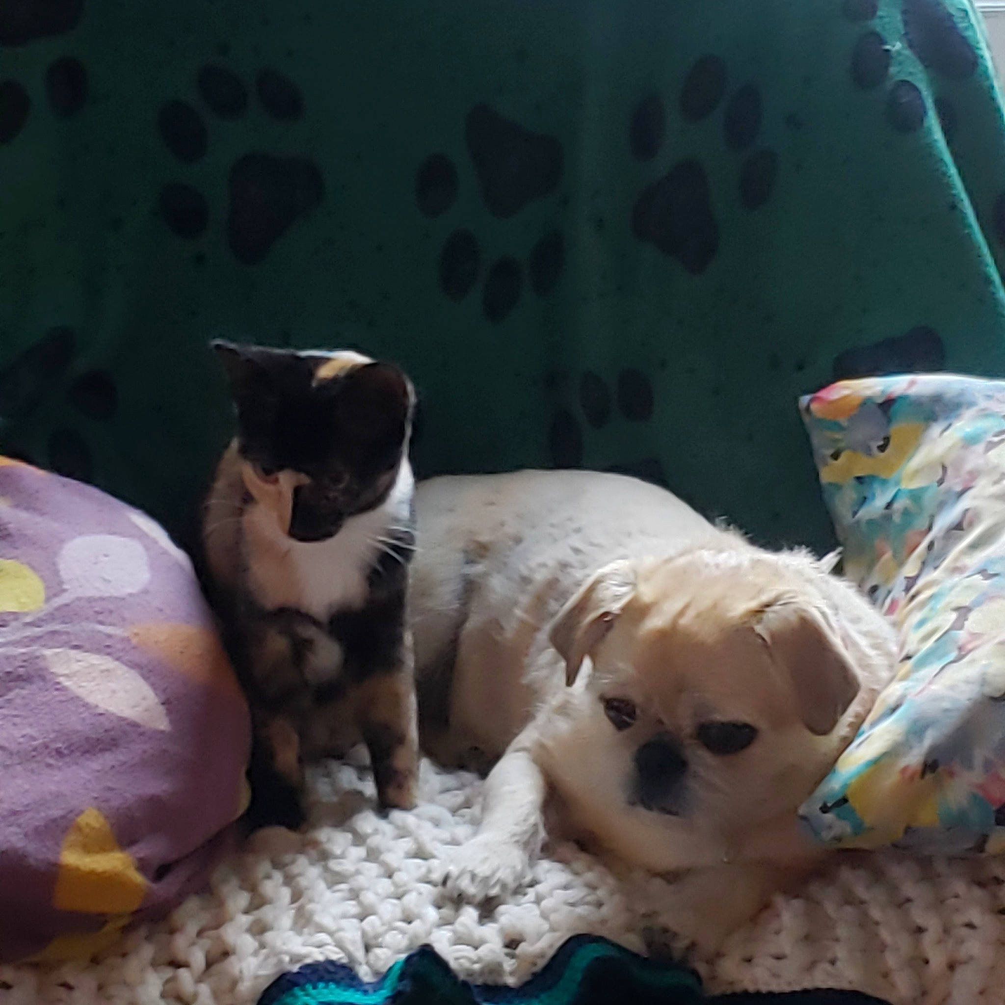 Tchipounette participe au concours pour gagner de l'argent avec cette photo : bedding, carnivore, cat, cat_supply, comfort, companion_dog, dog, dog_breed, domestic_short_haired_cat, fawn, felidae, fur, linens, pet_supply, room, small_to_medium_sized_cats, tail, toy, toy_dog, whiskers