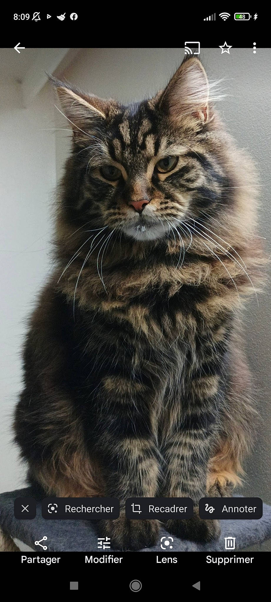 Tara participe au concours pour gagner de l'argent avec cette photo : british_longhair, carnivore, cat, claw, domestic_short_haired_cat, eye, felidae, fur, maine_coon, paw, small_to_medium_sized_cats, snout, tail, terrestrial_animal, whiskers, wildlife