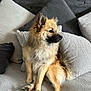 dog, couch, pillows, fluffy, pet, indoor, furniture, sitting, cozy, fur, animal, relaxed, home, comfortable, domestic, companion, looking_away, brown, black, ears