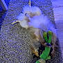 dog, plush_toy, frog_toy, carpet, indoor, playful, fluffy, pet, animal, laying_down, paws, teeth, toy, floor, furniture_leg, blue_light, cozy, home, relaxed, fun