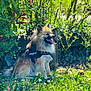 dog, canine, pet, sitting, outdoor, garden, grass, flowers, sunlight, greenery, happy, tongue_out, julius_k9_harness, tennis_ball, nature, summer, fur, animal, playful, wooden_fence