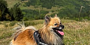 Maïko participe au concours pour gagner de l'argent avec cette photo : dog, canine, outdoor, grass, mountain, sky, nature, leash, harness, happy, tongue_out, fluffy, pet, animal, walking, sunny, daytime, field, ears_up, landscape