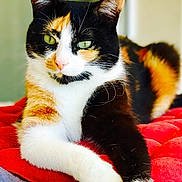 Lina participe au concours pour gagner de l'argent avec cette photo : aegean_cat, american_wirehair, carnivore, cat, domestic_short_haired_cat, european_shorthair, felidae, fur, japanese_bobtail, kitten, paw, polydactyl_cat, small_to_medium_sized_cats, snout, tail, whiskers