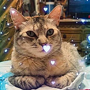 Mishka is registered to the contest to win money with this photo: cat, tabby_cat, indoor, blanket, feline, pet, animal, cute, heart_effects, cozy, relaxed, fur, whiskers, paws, home, living_room, decor, soft_lighting, close_up, resting