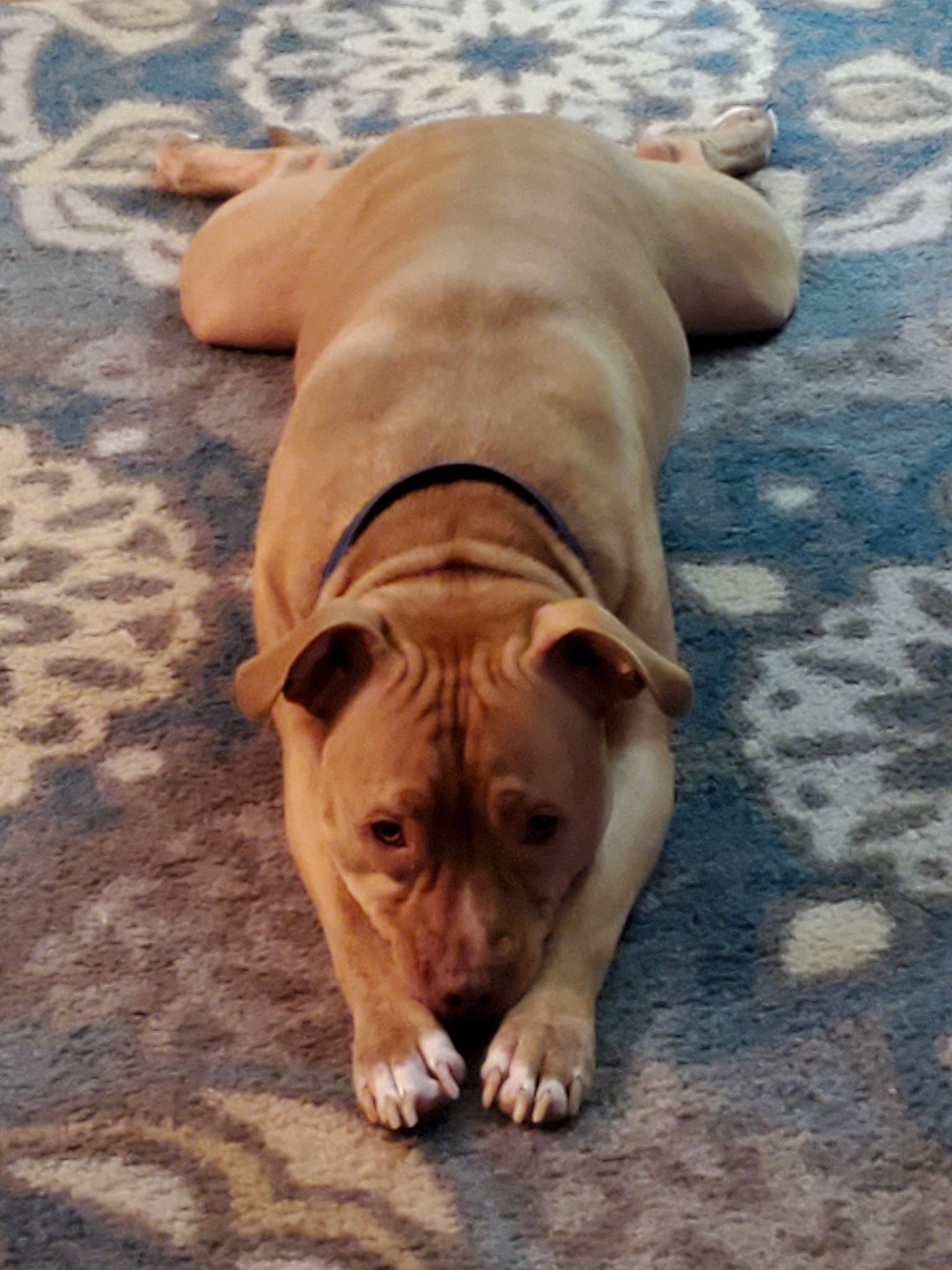 Titan is registered to the contest to win money with this photo: american_pit_bull_terrier, canidae, carnivore, companion_dog, dog, dog_breed, fawn, mammal, non_sporting_group, ori_pei, shar_pei, snout, vertebrate