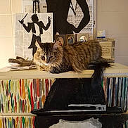 Luna is registered to the contest to win money with this photo: cat, tabby_cat, furniture, dresser, painting, artwork, silhouette, indoor, pet, relaxed, fluffy, colorful, portrait, animal, decor, wall, eyes, tail, resting, cozy