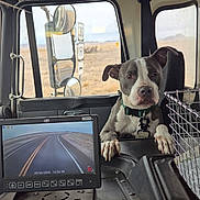 Oakley joined the competition — help win amazing prizes! animal, basket, black, collar, control_panel, dashboard, desert, dog, gray, landscape, mirror, monitor, pet, reflection, road, road_sign, seat, vehicle_interior, white, window