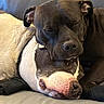 Mercades joined the competition — help win amazing prizes! dog, couch, sleeping, resting, pets, companions, cozy, closeup, fur, animal, indoor, relaxed, two_dogs, snuggling, domestic_animal, friendship, cute, comfort, canine, napping