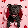dog, black_dog, heart, paper, pink_background, red_hearts, cute, pet, happy, smiling, collar, portrait, animal, love, valentine, bursting_through, playful, cheerful, studio, closeup