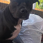 Mercedes is registered to the contest to win money with this photo: dog, black_dog, pet, animal, indoors, couch, plastic_bag, window, wicker_furniture, greenery, closeup, seated, fur, ears, eyes, snout, domestic_animal, companion, relaxed, home