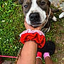 Apolo is registered to the contest to win money with this photo: dog, animal, pet, close_up, outdoor, grass, hand, scrunchie, person, legs, socks, brown, white, black, face, cute, fur, nature, paw, leash
