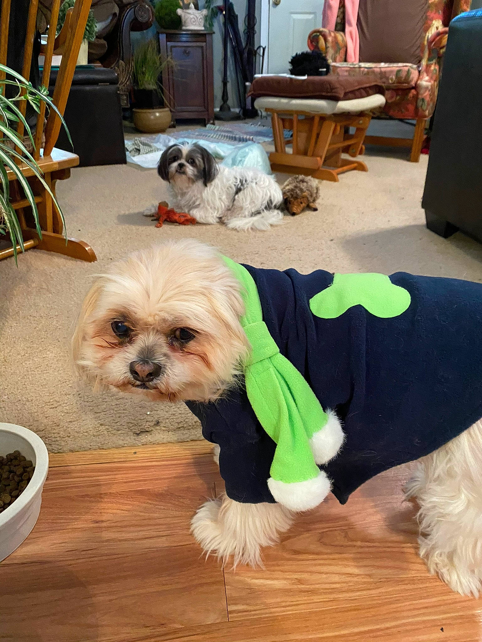 Micah joined the competition — help win amazing prizes! carnivore, chair, companion_dog, dog, dog_breed, dog_collar, dog_supply, flooring, flowerpot, fur, green, mammal, plant, shih_tzu, snout, sporting_group, terrier, toy_dog, vertebrate, working_animal