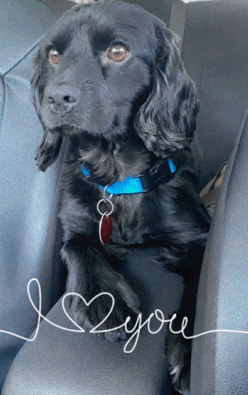 Sir Fry is registered to the contest to win money with this photo: borador, canidae, carnivore, collar, companion_dog, dog, dog_breed, dog_collar, electric_blue, fur, gun_dog, hunting_dog, liver, snout, sporting_group, working_animal
