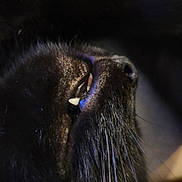 Tiki a rejoint le concours — aidez-le/la à gagner de superbes lots ! dog, black_dog, snout, fang, close_up, whiskers, mouth, animal, pet, dark, low_light, fur, nose, canine, sleepy, muzzle, portrait, detail, texture, whisker