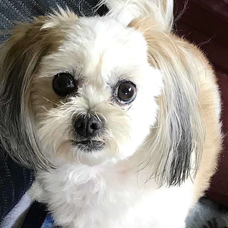 Gizmo joined the competition — help win amazing prizes! affenpinscher, animal, canine, cockerspaniel, couch, cushion, dog, eskimodog, furniture, homedecor, hound, papillon, pet, poodle, puppy, terrier, whitedog