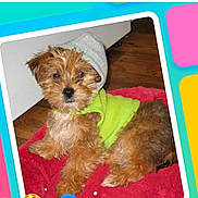 Teddy joined the competition — help win amazing prizes! puppy, dog, hoodie, green_clothing, fur, pet, cute, indoor, blanket, red_blanket, floor, wood_floor, animal, young_dog, small_dog, portrait, looking, sitting, cozy, playful_border