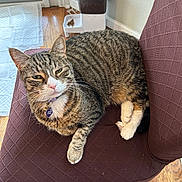 Dexter joined the competition — help win amazing prizes! animal, cat, chair, collar, cute, domestic_cat, food_dispenser, fur, furniture, home, indoor, paws, pet, quiet, relaxed, resting, tabby, tag, whiskers, wood_floor