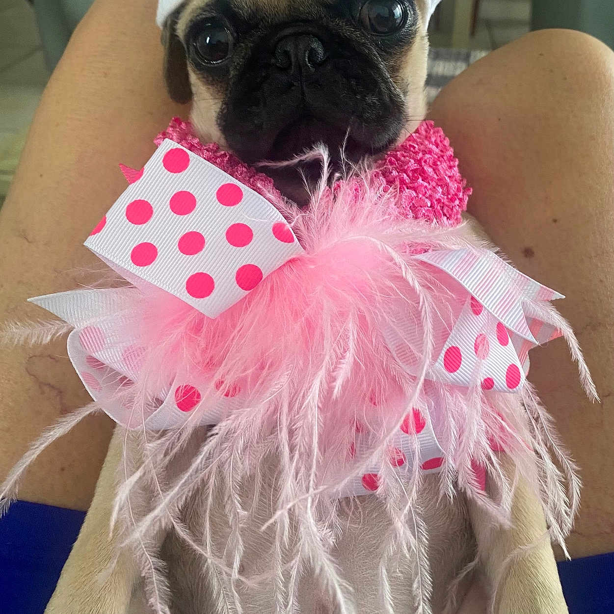 Stella joined the competition — help win amazing prizes! animal, closeup, costume, cute, dog, eyes, face, feathers, hat, indoor, lap, legs, person_legs, pet, pink, pug, ribbon, sitting, small_dog, white