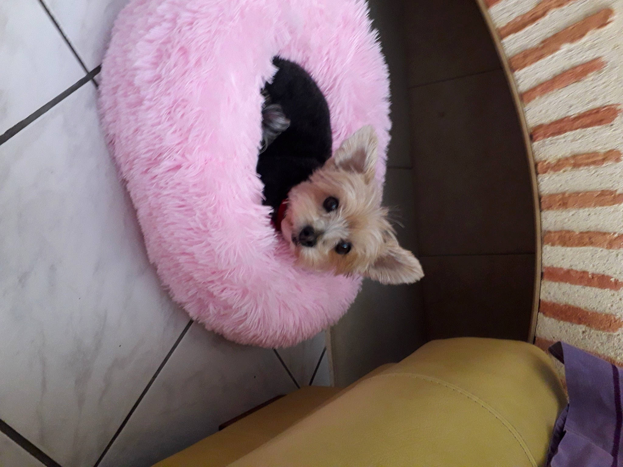 Lina a rejoint le concours — aidez-le/la à gagner de superbes lots ! canidae, carnivore, companion_dog, dog, dog_breed, dog_supply, mammal, non_sporting_group, pet_supply, pink, puppy, slipcover, small_terrier, snout, terrier, toy_dog, vertebrate, working_animal