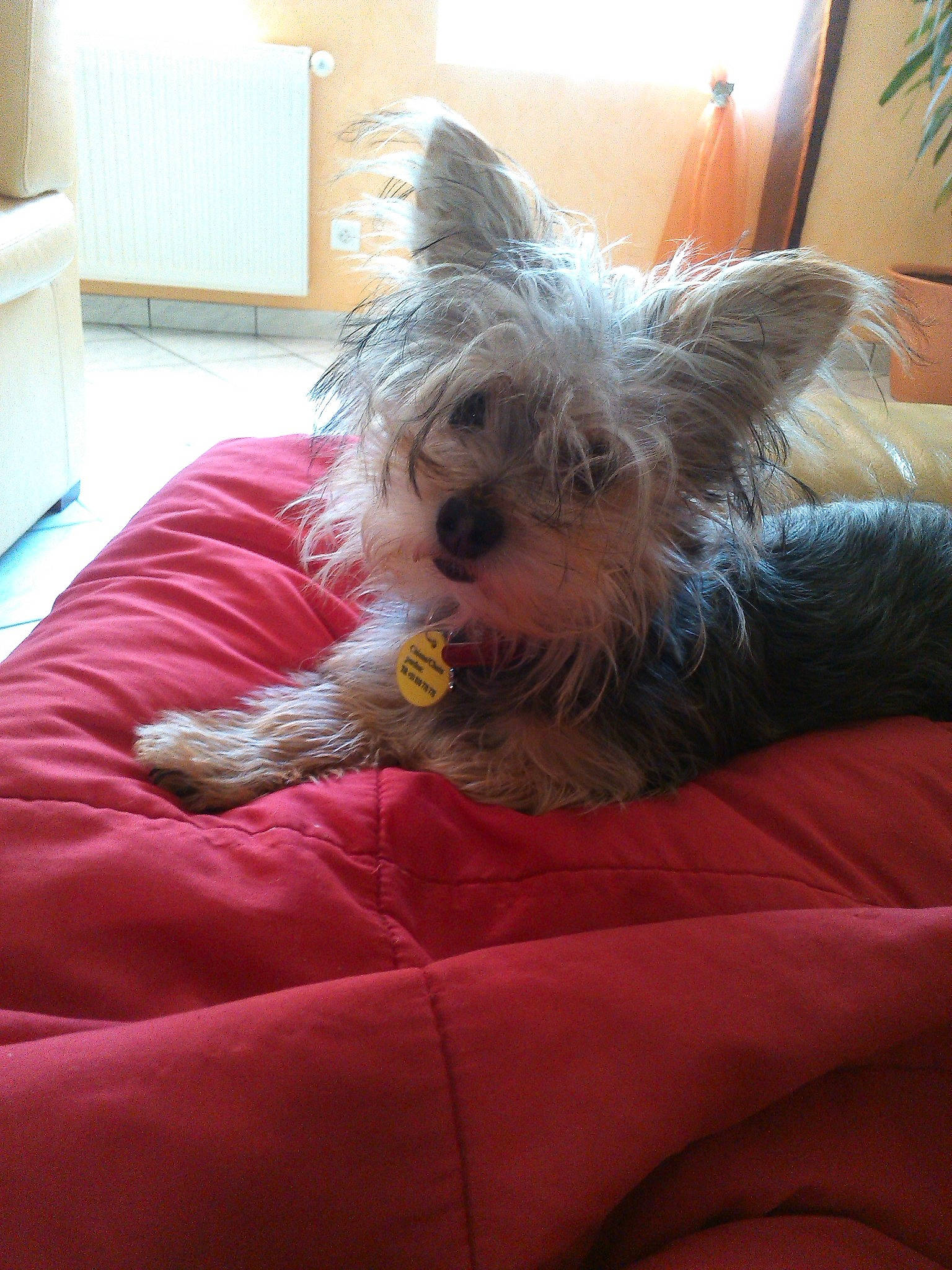 Lina participe au concours pour gagner de l'argent avec cette photo : cabinetry, canidae, carnivore, chest_of_drawers, companion_dog, dog, dog_breed, dog_supply, flowerpot, houseplant, pet_supply, room, small_terrier, snout, sporting_group, terrier, tongue, toy_dog, west_highland_white_terrier, working_animal