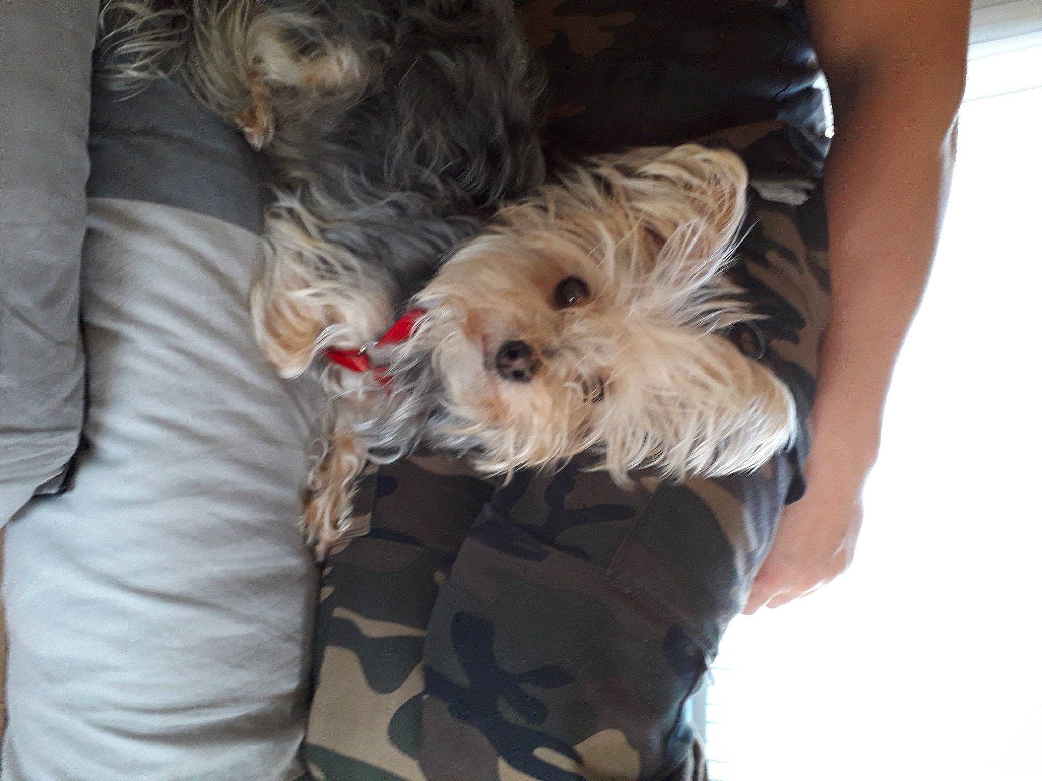 Lina a rejoint le concours — aidez-le/la à gagner de superbes lots ! biewer_terrier, canidae, carnivore, comfort, companion_dog, dog, dog_breed, dog_clothes, dog_supply, fur, maltepoo, mammal, small_terrier, snout, sporting_group, terrier, toy_dog, working_animal, yorkipoo, yorkshire_terrier