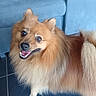 animal, blue_furniture, brown_fur, canine, companion, couch, dog, domestic_animal, floor, fluffy, fur, happy, indoor, long_fur, looking_up, pet, pomeranian, small_dog, smiling, tile_floor
