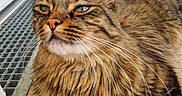 Cookie a rejoint le concours — aidez-le/la à gagner de superbes lots ! animal, cat, close_up, concrete, domestic, feline, fur, garden, grate, green_eyes, mammal, outdoor, pet, plant_pot, relaxed, resting, shelving, tabby, whiskers, window