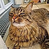Cookie a rejoint le concours — aidez-le/la à gagner de superbes lots ! cat, tabby, feline, animal, pet, outdoor, fur, whiskers, close_up, relaxed, resting, green_eyes, window, grate, concrete, garden, plant_pot, shelving, domestic, mammal
