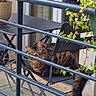 cat, tabby_cat, chair, balcony, railing, plant, potted_plant, outdoor, furniture, window, curtains, green_eyes, fur, tail, resting, looking, metal, leaf, nature, daylight