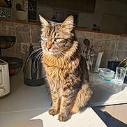 Cookie participe au concours pour gagner de l'argent avec cette photo : cat, tabby_cat, pet, animal, feline, sunlight, kitchen, counter, domestic, fur, whiskers, ears, portrait, indoor, household, reflection, glass, utensils, appliance, shadow
