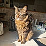 cat, tabby_cat, pet, animal, feline, sunlight, kitchen, counter, domestic, fur, whiskers, ears, portrait, indoor, household, reflection, glass, utensils, appliance, shadow