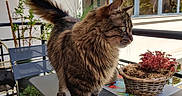 Cookie a rejoint le concours — aidez-le/la à gagner de superbes lots ! cat, tabby, fluffy, balcony, table, potted_plant, flower_basket, outdoor, sunlight, furniture, chair, railing, window, reflection, plant, greenery, curious, pet, domestic_animal, side_view