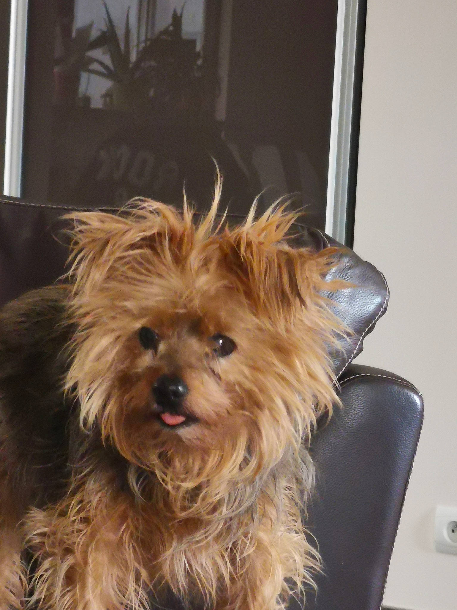 Bazil a rejoint le concours — aidez-le/la à gagner de superbes lots ! biewer_terrier, canidae, carnivore, companion_dog, dog, dog_breed, fawn, fur, houseplant, liver, plant, small_terrier, snout, sporting_group, terrier, toy_dog, water_dog, working_animal, yorkipoo, yorkshire_terrier