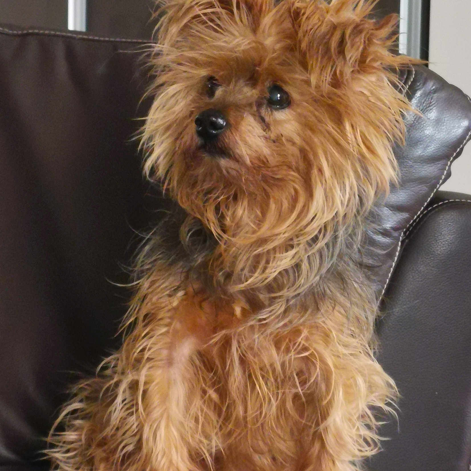 Bazil