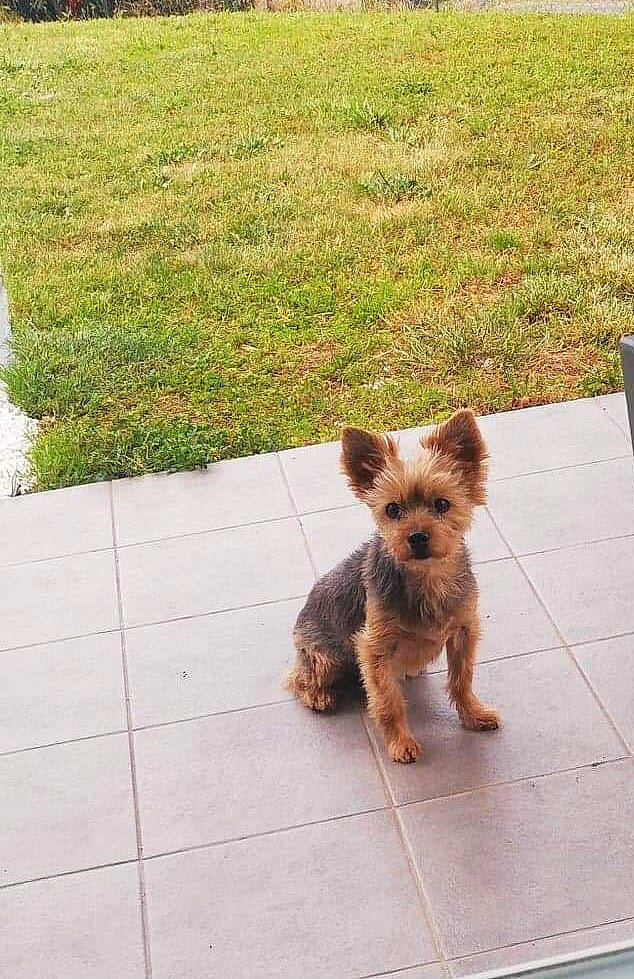 Bazil participe au concours pour gagner de l'argent avec cette photo : asphalt, canidae, carnivore, companion_dog, dog, dog_breed, fawn, flooring, grass, groundcover, plant, road, road_surface, small_terrier, snout, sporting_group, tail, terrier, toy_dog, working_animal