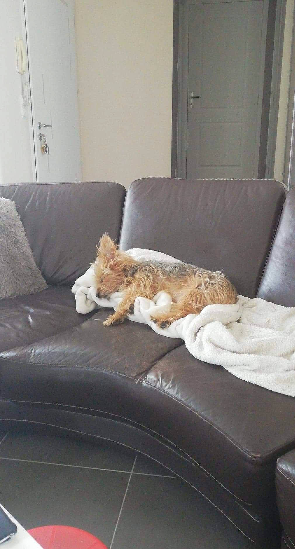 Bazil a rejoint le concours — aidez-le/la à gagner de superbes lots ! carnivore, cat, comfort, companion_dog, couch, fawn, felidae, floor, flooring, furniture, grey, hardwood, interior_design, living_room, mammal, small_to_medium_sized_cats, studio_couch, table, whiskers, wood