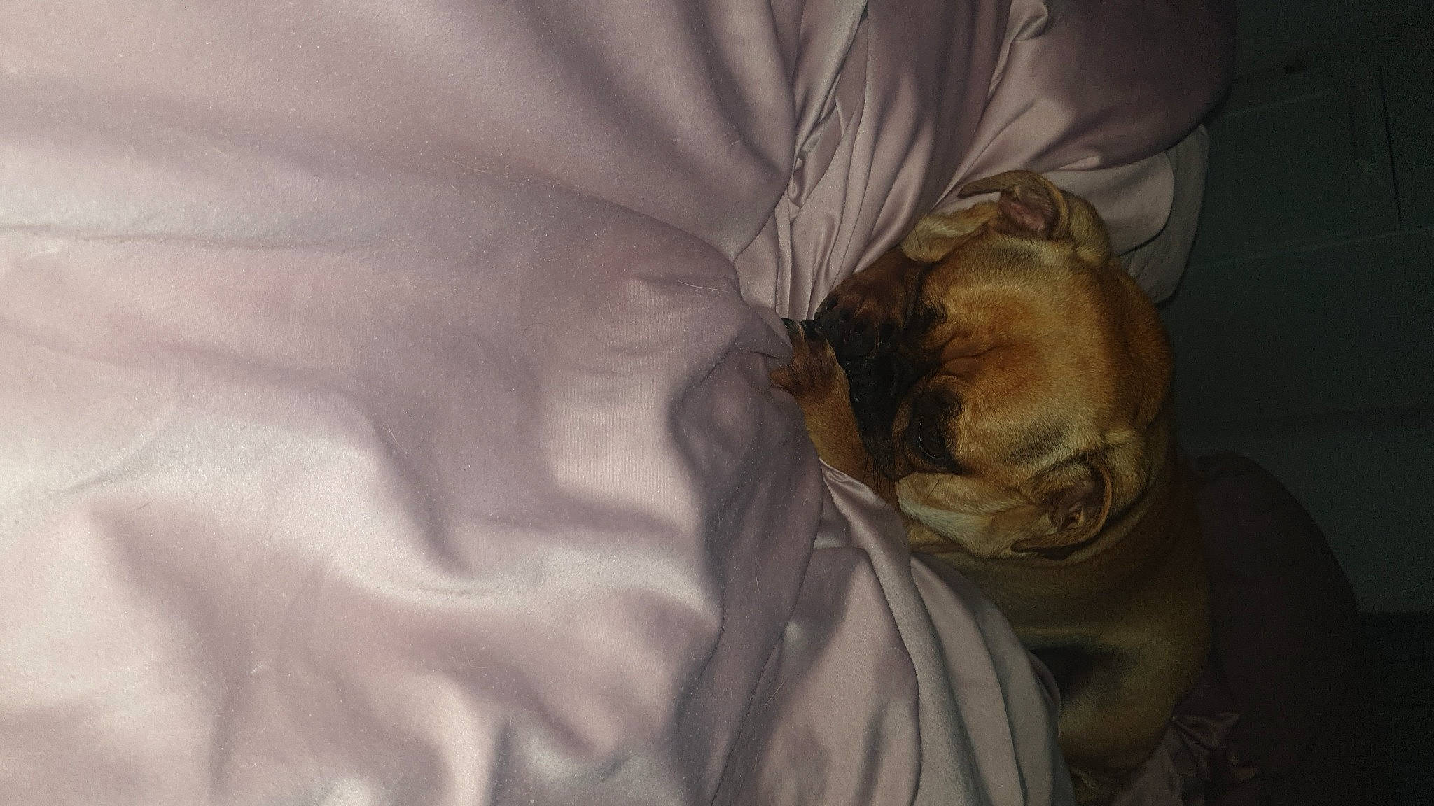 Teddy is registered to the contest to win money with this photo: bed_sheet, bedding, carnivore, cat, comfort, companion_dog, darkness, duvet, fawn, felidae, fur, linens, nap, room, sleep, sleeve, small_to_medium_sized_cats, tints_and_shades, whiskers, wrinkle