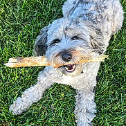 Grady is registered to the contest to win money with this photo: dog, grass, stick, outdoor, pet, playful, happy, fur, animal, canine, nature, summer, greenery, laying_down, tongue, cute, friendly, daylight, chewing, muzzle