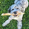 dog, grass, stick, outdoor, pet, playful, happy, fur, animal, canine, nature, summer, greenery, laying_down, tongue, cute, friendly, daylight, chewing, muzzle