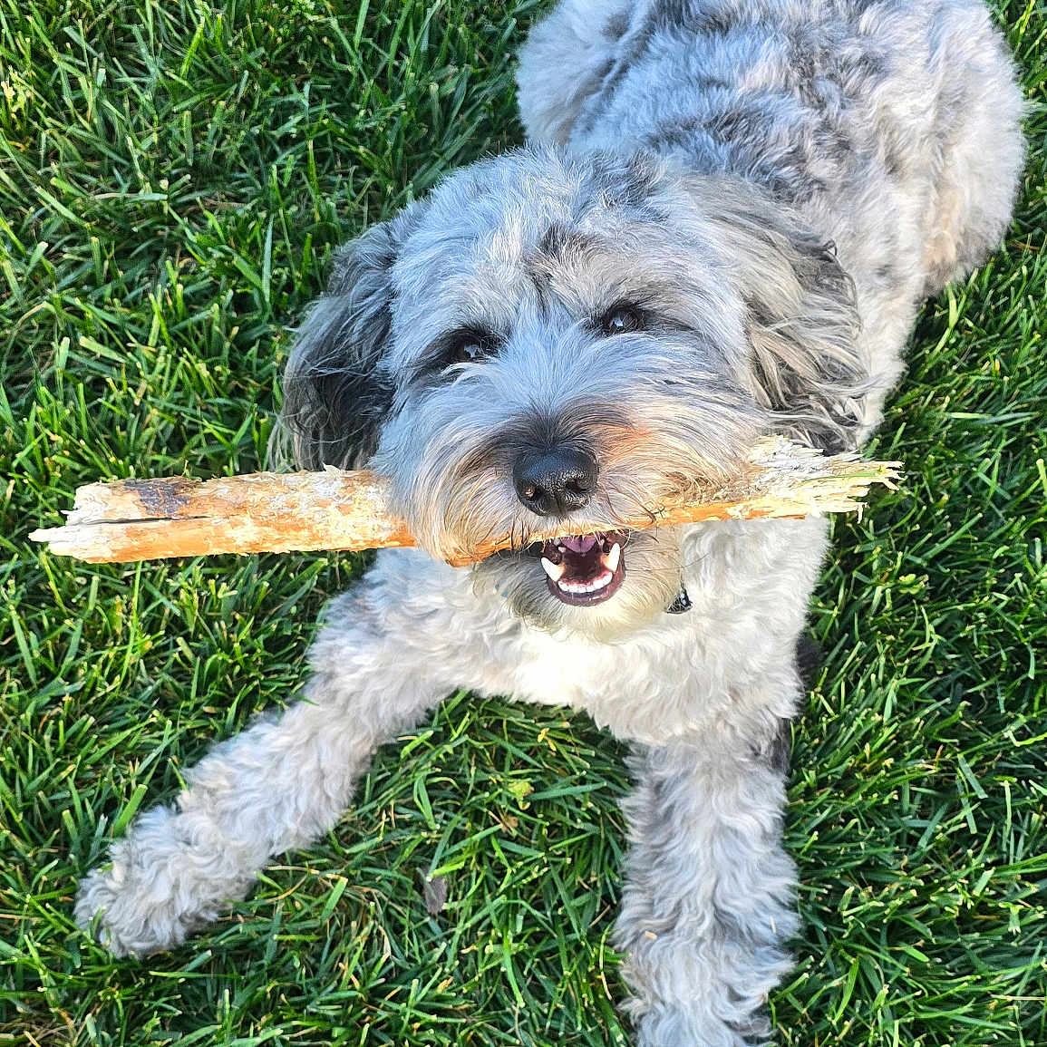Grady is registered to the contest to win money with this photo: dog, grass, stick, outdoor, pet, playful, happy, fur, animal, canine, nature, summer, greenery, laying_down, tongue, cute, friendly, daylight, chewing, muzzle