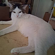 Dennis joined the competition — help win amazing prizes! cat, white_cat, gray_cat, lying_down, indoor, feline, pet, curious, floor, cardboard_boxes, clutter, relaxed, animal, whiskers, ears, paws, tail, household, domestic, resting