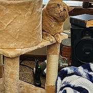 Tommy joined the competition — help win amazing prizes! blanket, blinds, blue_and_white, book, carpet, carpeted, cat, cat_tree, cozy, curious, daylight, feline, furniture, indoor, orange_cat, pet, relaxed, speaker, stack_of_books, window