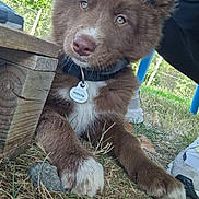Ukko a rejoint le concours — aidez-le/la à gagner de superbes lots ! puppy, dog, brown_fur, collar, tag, grass, outdoor, wood, fence, tree, person, shoe, legs, sunlight, nature, pet, resting, cute, animal, young