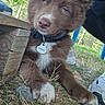 puppy, dog, brown_fur, collar, tag, grass, outdoor, wood, fence, tree, person, shoe, legs, sunlight, nature, pet, resting, cute, animal, young