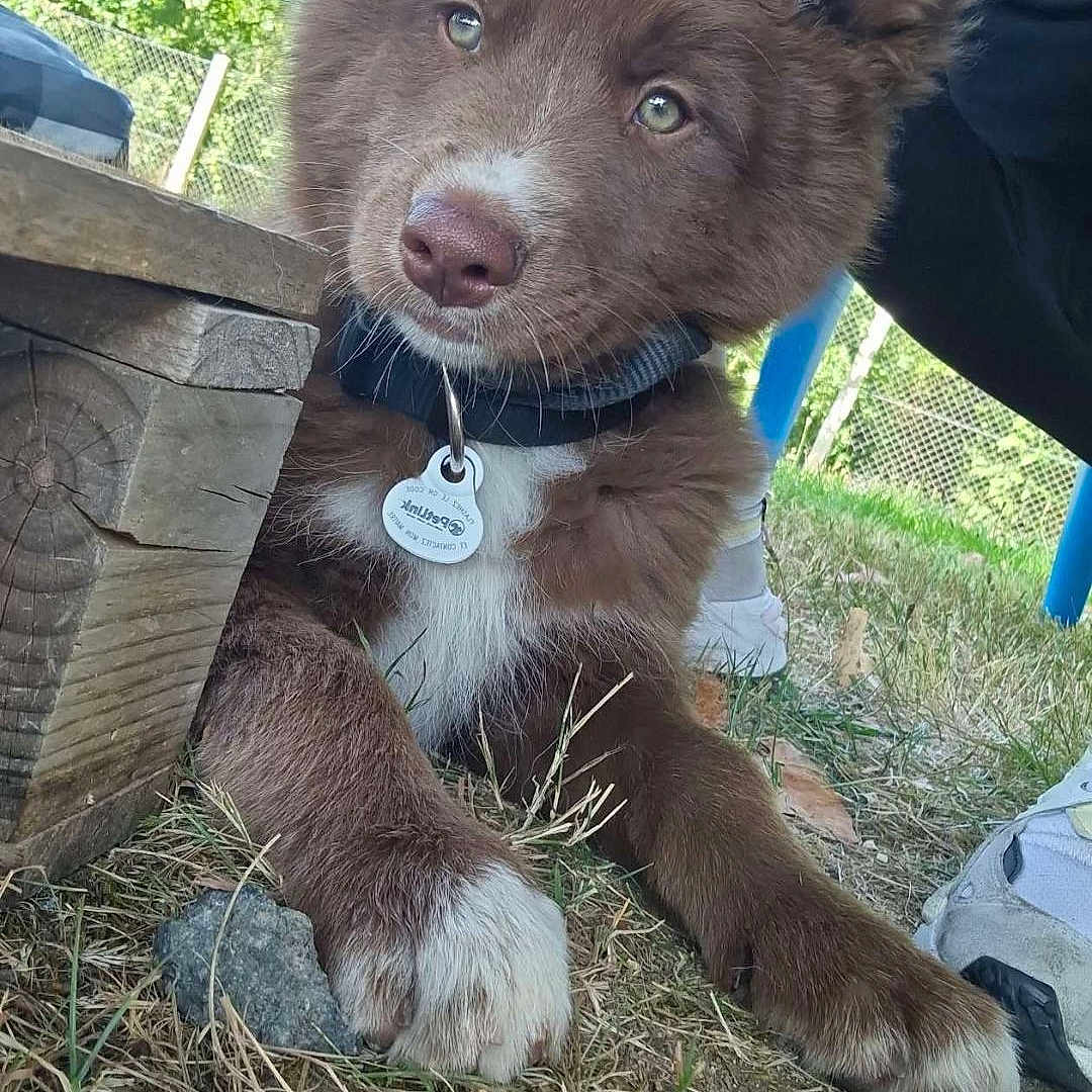 Ukko a rejoint le concours — aidez-le/la à gagner de superbes lots ! puppy, dog, brown_fur, collar, tag, grass, outdoor, wood, fence, tree, person, shoe, legs, sunlight, nature, pet, resting, cute, animal, young