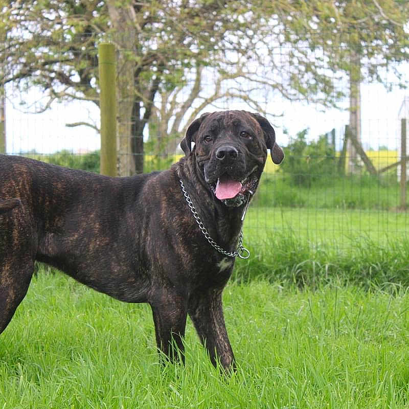 Ulysse a rejoint le concours — aidez-le/la à gagner de superbes lots ! animal, backyard, boxer, bulldog, canine, dog, grass, greatdane, hound, labradorretriever, lawn, nature, outdoors, park, pet, plant, puppy, tree, vegetation, yard