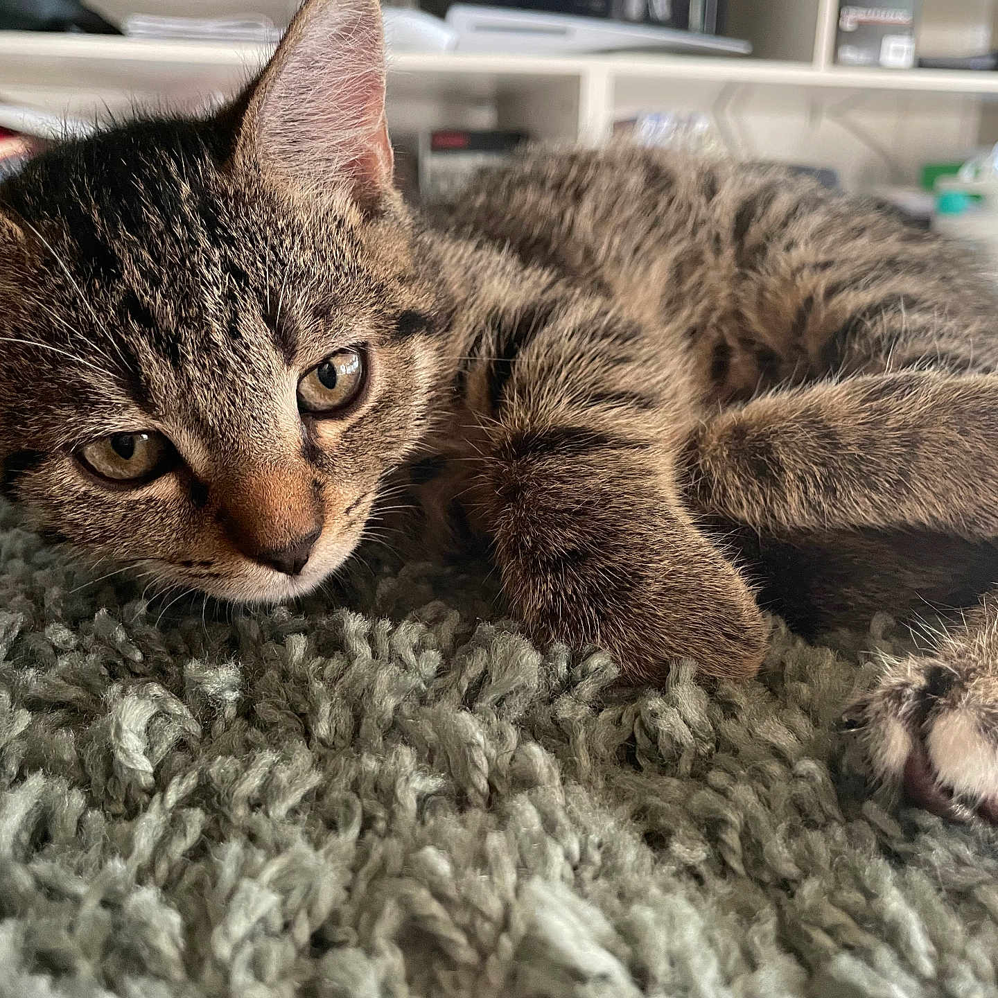 Oly a rejoint le concours — aidez-le/la à gagner de superbes lots ! abyssinian, animal, architecture, blanket, building, cat, couch, electronics, furniture, hardware, hardwood, homedecor, indoors, kitten, manx, person, pet, shelf, sleeping, wood